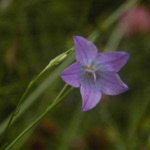 Photographie n°789032 du taxon Campanula patula L.