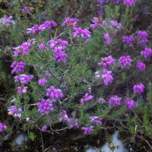 Photographie n°789130 du taxon Erica cinerea L.