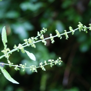 Photographie n°789141 du taxon Rumex sanguineus L. [1753]