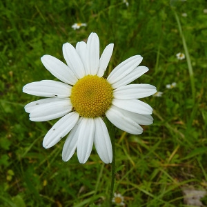 Photographie n°789219 du taxon Leucanthemum vulgare Lam. [1779]