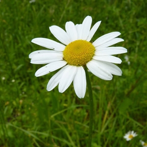 Photographie n°789220 du taxon Leucanthemum vulgare Lam. [1779]