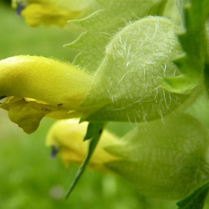 Photographie n°789224 du taxon Rhinanthus alectorolophus (Scop.) Pollich [1777]