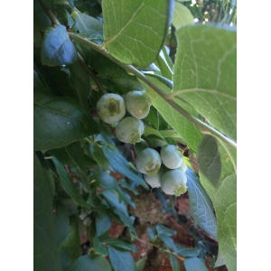 Vaccinium corymbosum L. (Grande Myrtille)