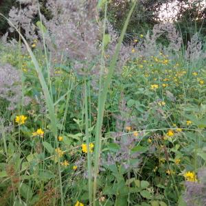 Photographie n°789392 du taxon Poaceae 