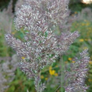 Photographie n°789394 du taxon Poaceae 