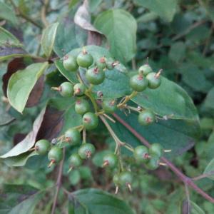 Photographie n°789405 du taxon Cornus sanguinea L. [1753]