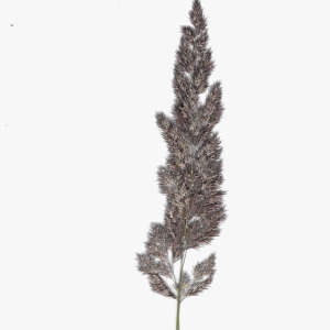 Photographie n°789414 du taxon Poaceae 