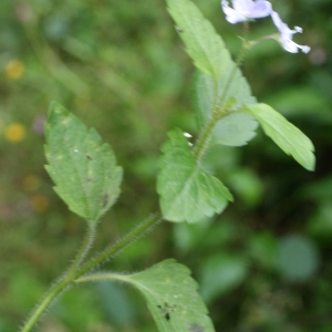 Photographie n°789446 du taxon Veronica montana L. [1755]