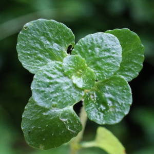 Photographie n°789450 du taxon Chrysosplenium oppositifolium L. [1753]