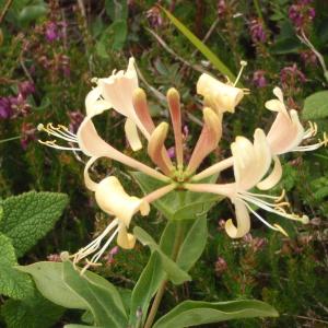 Photographie n°789480 du taxon Lonicera periclymenum L. [1753]