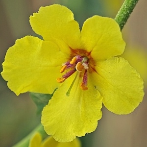 Photographie n°789488 du taxon Verbascum sinuatum L. [1753]