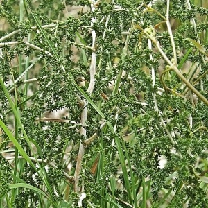 Photographie n°789498 du taxon Asparagus acutifolius L. [1753]