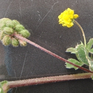 Photographie n°789513 du taxon Medicago lupulina L. [1753]