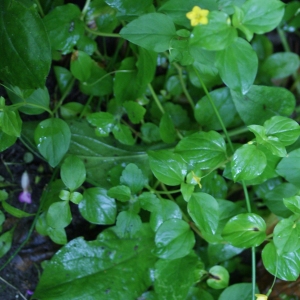 Photographie n°789577 du taxon Lysimachia nummularia L. [1753]