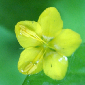 Photographie n°789578 du taxon Lysimachia nummularia L. [1753]