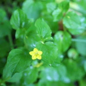 Photographie n°789580 du taxon Lysimachia nummularia L. [1753]