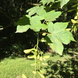 Photographie n°789720 du taxon Acer pseudoplatanus L. [1753]