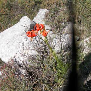 Photographie n°789730 du taxon Lilium pomponium L. [1753]