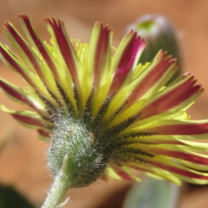 Photographie n°789842 du taxon Hieracium pilosella L. [1753]