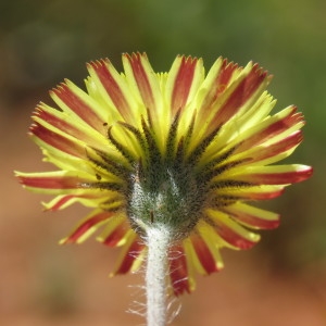 Photographie n°789843 du taxon Hieracium pilosella L. [1753]