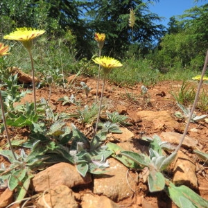 Photographie n°789844 du taxon Hieracium pilosella L. [1753]