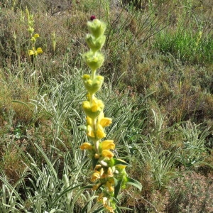 Photographie n°789866 du taxon Phlomis lychnitis L. [1753]