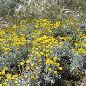 Photographie n°789893 du taxon Santolina decumbens Mill. [1768]