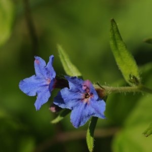 Photographie n°790016 du taxon Buglossoides purpurocaerulea (L.) I.M.Johnst. [1954]
