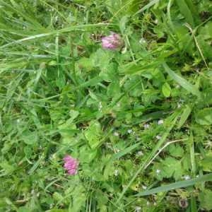 Photographie n°790097 du taxon Trifolium pratense L. [1753]