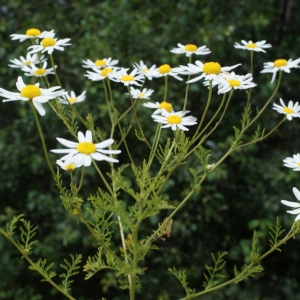 Photographie n°790107 du taxon Anthemis cotula L. [1753]