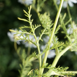 Photographie n°790110 du taxon Anthemis cotula L. [1753]