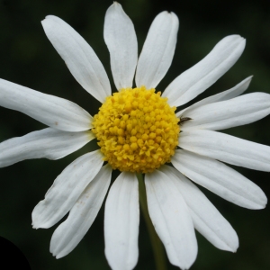 Photographie n°790112 du taxon Anthemis cotula L. [1753]