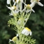  Liliane Roubaudi - Anthemis cotula L. [1753]