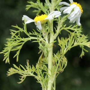 Photographie n°790118 du taxon Anthemis cotula L. [1753]