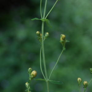 Photographie n°790129 du taxon Hypericum pulchrum L. [1753]