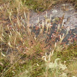 Photographie n°790347 du taxon Sesamoides purpurascens (L.) G.López [1986]