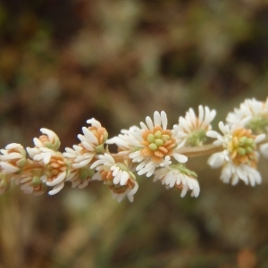 Photographie n°790348 du taxon Sesamoides purpurascens (L.) G.López [1986]