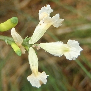 Photographie n°790354 du taxon Ceratocapnos claviculata (L.) Lidén [1984]