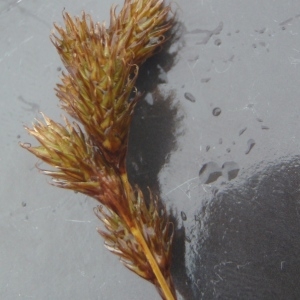 Photographie n°790385 du taxon Carex leporina L. [1753]