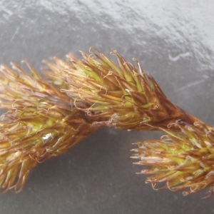Photographie n°790386 du taxon Carex leporina L. [1753]