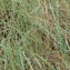  Liliane Roubaudi - Elymus pycnanthus (Godr.) Melderis [1978]