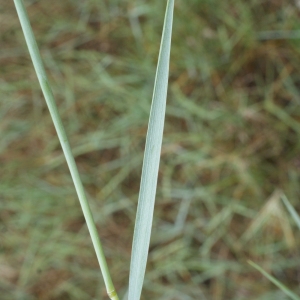 Photographie n°790410 du taxon Elymus pycnanthus (Godr.) Melderis [1978]