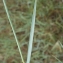  Liliane Roubaudi - Elymus pycnanthus (Godr.) Melderis [1978]