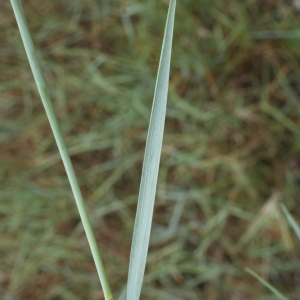 Photographie n°790411 du taxon Elymus pycnanthus (Godr.) Melderis [1978]