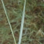  Liliane Roubaudi - Elymus pycnanthus (Godr.) Melderis [1978]