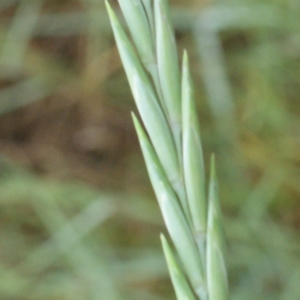 Agropyron campestre var. pycnanthum (Godr.) Lapeyrère (Chiendent du littoral)