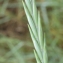  Liliane Roubaudi - Elymus pycnanthus (Godr.) Melderis [1978]