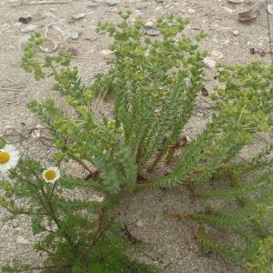 Photographie n°790521 du taxon Euphorbia paralias L. [1753]