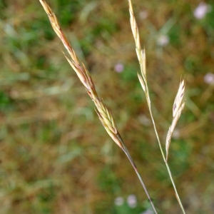 Festuca rubra subsp. litoralis (G.Mey.) Auquier (Fétuque des grèves)