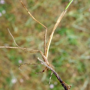 Photographie n°790544 du taxon Festuca rubra subsp. litoralis (G.Mey.) Auquier [1968]